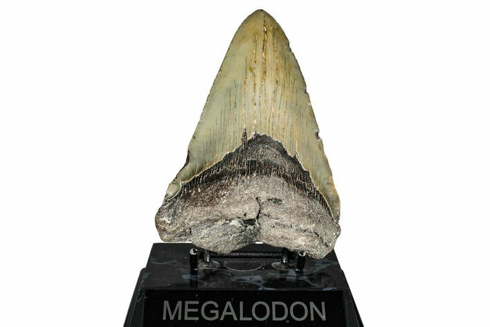 Bargain, Fossil Megalodon Tooth - North Carolina #343388